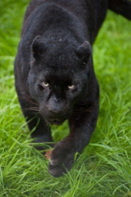 Black leopard Panthera Pardus prowling through long grass