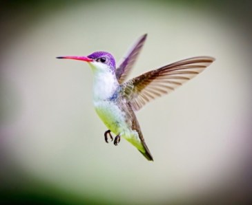 hummingbird-compressed-adobestock_93327213