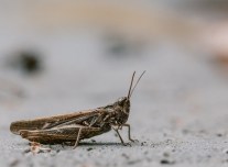 cricket-compressed cropped Pixabay 1287428_1920