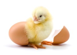 Yellow chicken hatching from egg