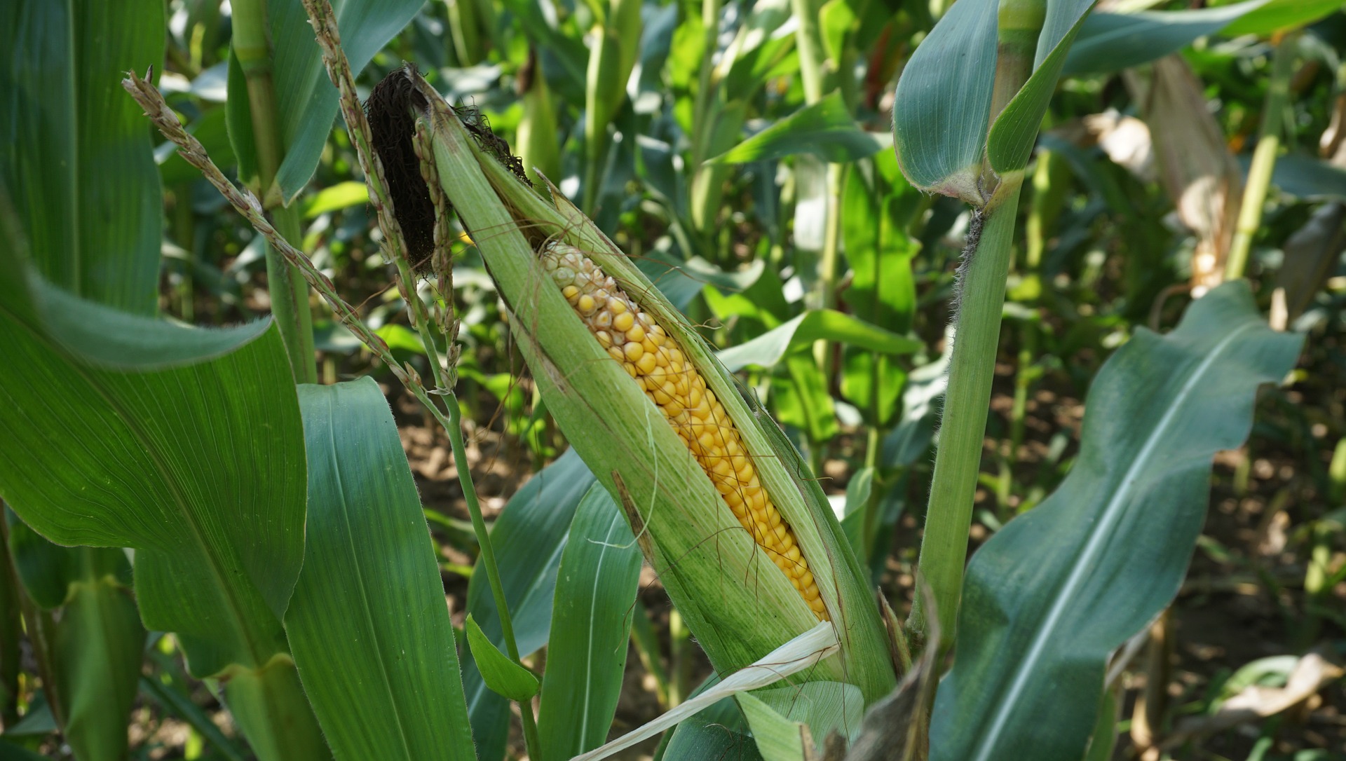 Ripe corn-Pixabay 917354_1920
