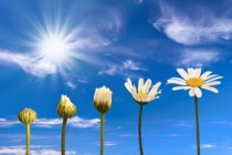 Flowering compressed AdobeStock_30430837