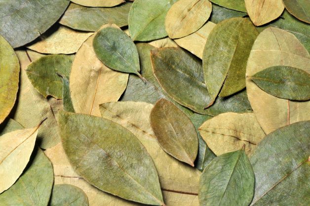 Coca leaves AdobeStock_13625056 CONDENSED